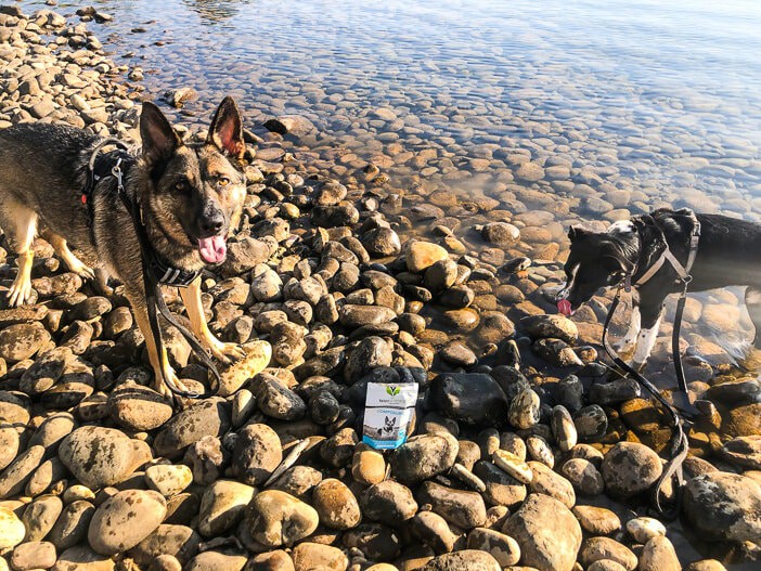 Traveling with dogs, anxiety, travel, separation anxiety, German Shepherd, Border Collie, dogs, traveling with anxious dogs, Sacramento blogger, VetriScience, dog treats, anti-anxiety, Jeep, dog harness, grief