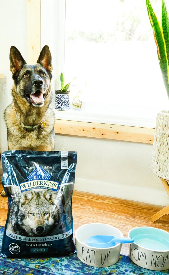 Blue Dog Food, dogs, BLUE, veterans, military, support dogs, service dogs, dog food, Walmart, german shepherd, border collie