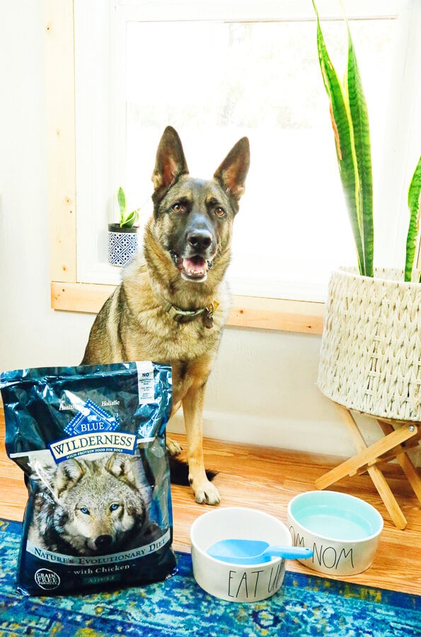 Blue Dog Food, dogs, BLUE, veterans, military, support dogs, service dogs, dog food, Walmart, german shepherd, border collie