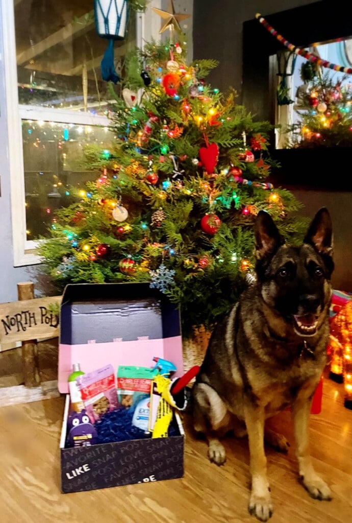 Dog with treats from Babbleboxx in front of Christmas trees with light up lama
