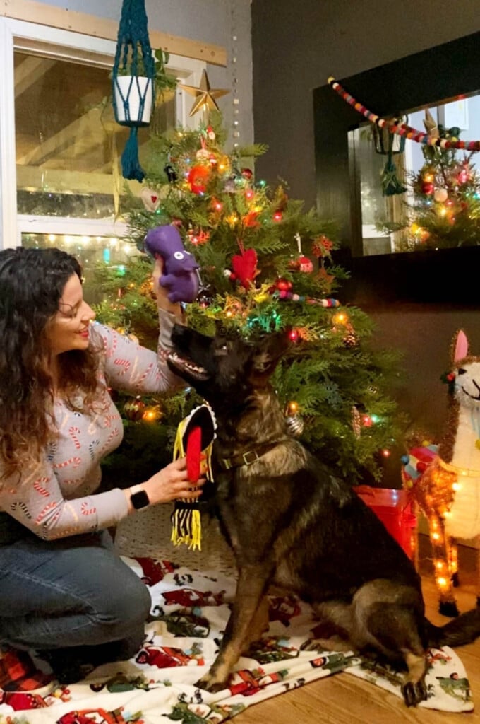 young German Shepherd with dog toys and girl 