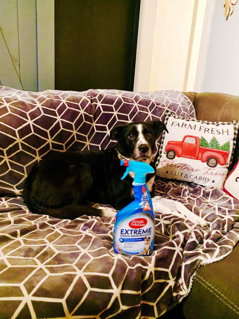 bode collie sitting with simple solutions stain remover