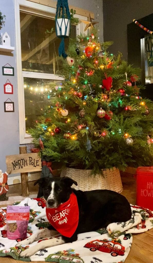 bordercollie sitting under a Christmas tree tree with dog treats