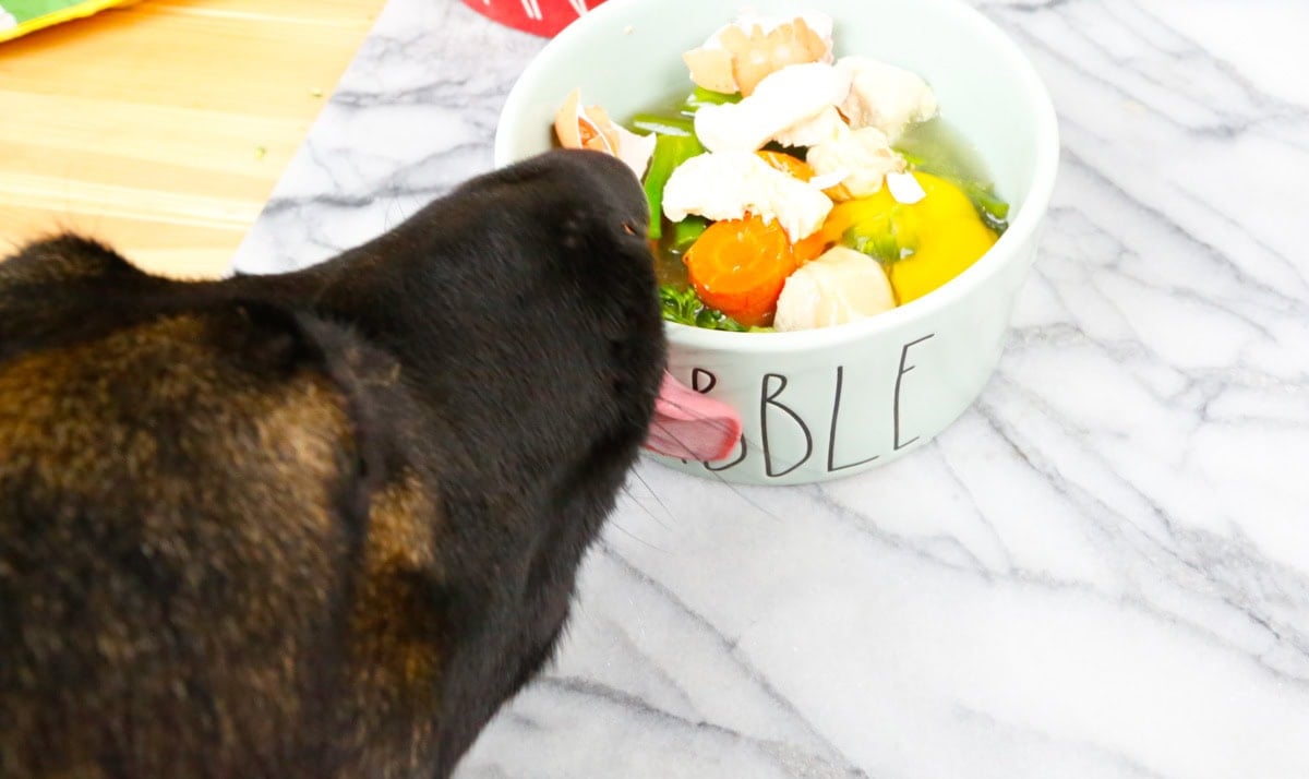 Kona a GSD licking the side of her food bowl filled with homemade chicken dog food that's best for allegies 