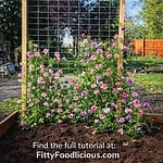 Pin for how to build a wooden trellis step-by-step