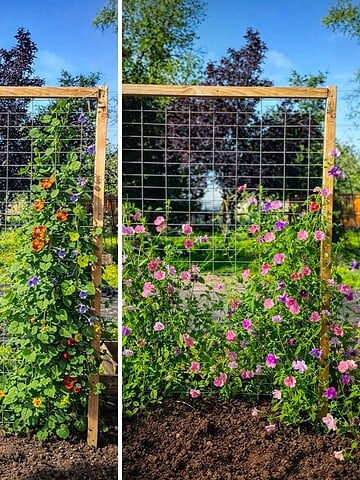 DIY wooden trellis in garden bed with climbing flowers growing up hog wire for vertical gardening