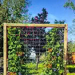 DIY wooden trellis with climbing flowers and vegetables growing vertically in a garden bed