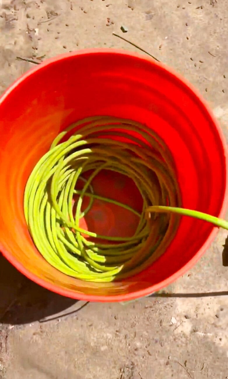 Top view of a green garden hose coiled inside an orange utility bucket for simple DIY outdoor hose storage and backyard organization.