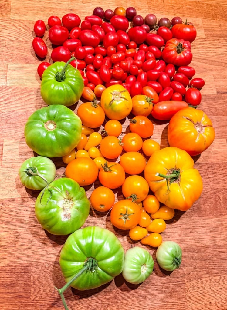 a beautiful collage of garden tomatoes in different colors