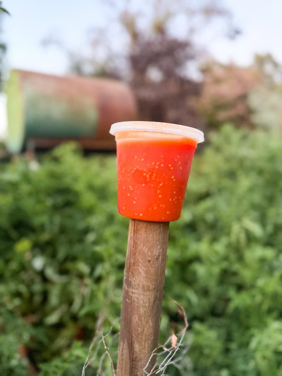 Blended Tomatoes for Homemade Passata